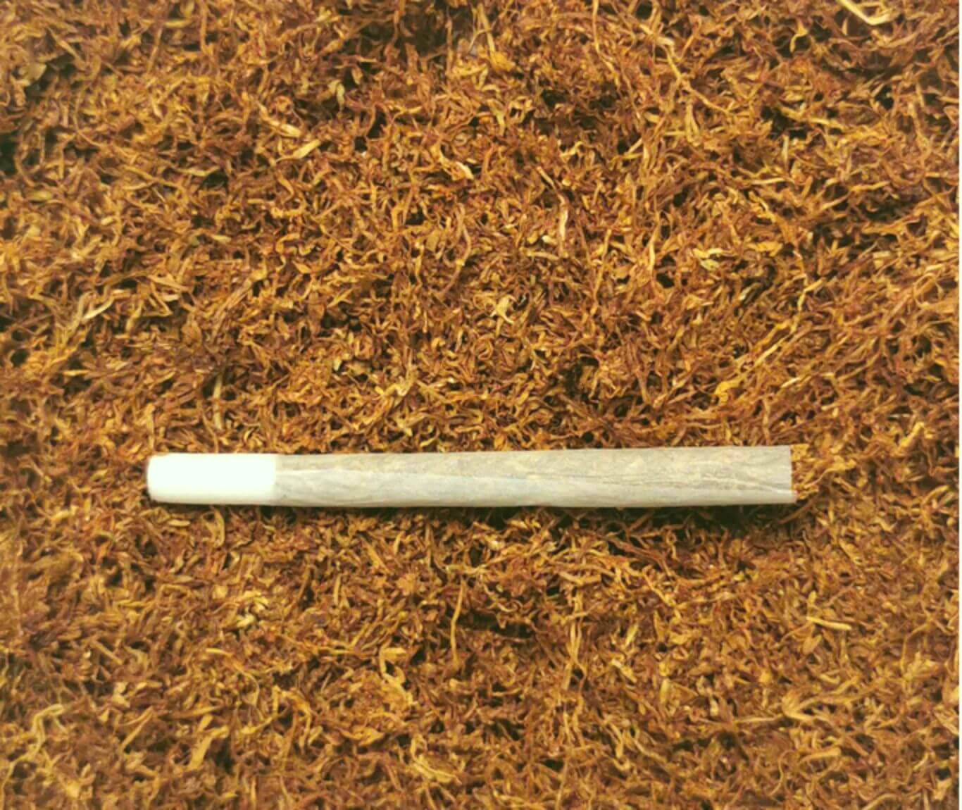 Step into the World of Tobacco Blending