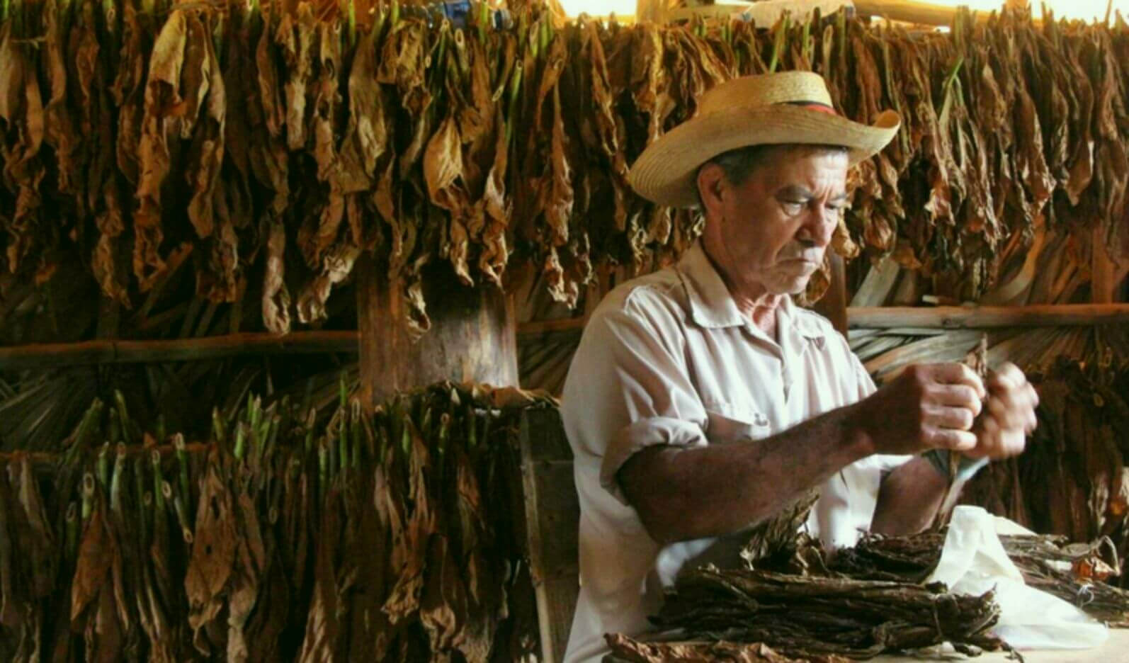 Embracing the Soil: The Art of Growing Tobacco in Cuba