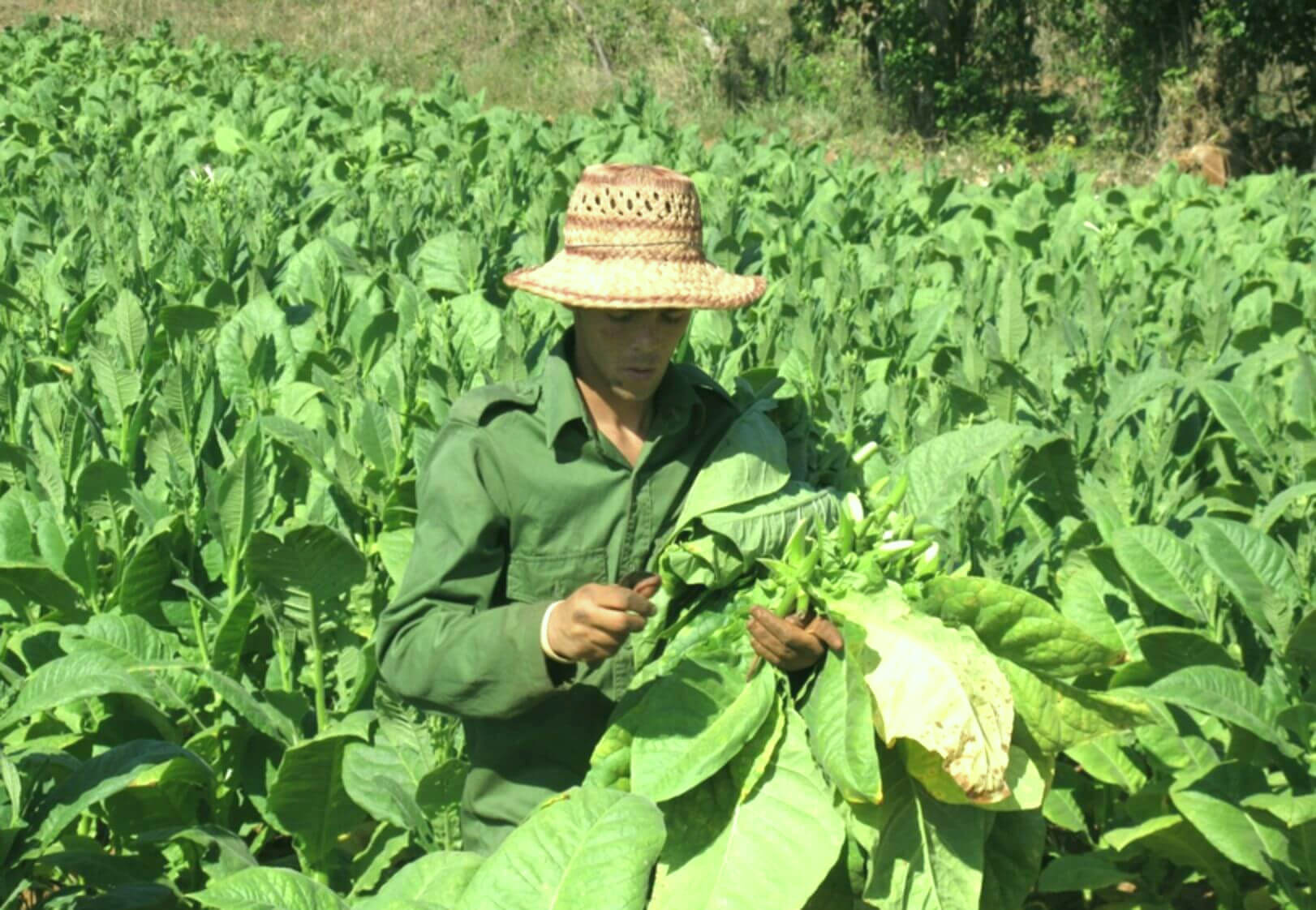 Delve into the Verdant Tobacco Fields of the Bahamas