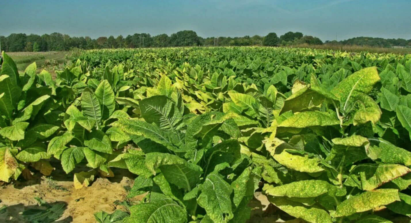 A Glimpse of Nature's Masterpiece: Fields of Tennessee Burley Tobacco Basking in the Sun