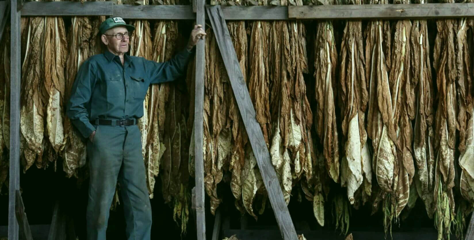 Discover the Passionate World of Kentucky Tobacco Growers